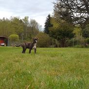 Blanding af racer Tico