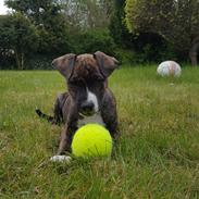 Blanding af racer Tico