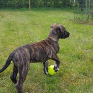 Blanding af racer Tico