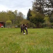 Blanding af racer Tico