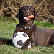 Labrador retriever Dumle