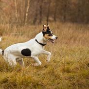 Dansk svensk gaardhund Franz