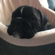 Blanding af racer Wilma 