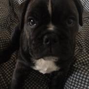 Blanding af racer Wilma 