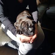 Blanding af racer Wilma 