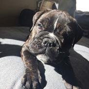 Blanding af racer Wilma 