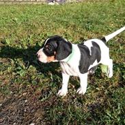 Dansk svensk gaardhund Fighter