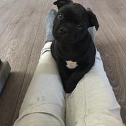 Staffordshire bull terrier Stakstons Puffing Billy "Loki"