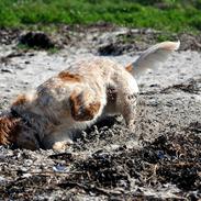 Field Trial Cockerspaniel Mac´B Mini Max