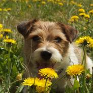 Jack russell terrier Alina