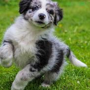 Australian shepherd Pepper