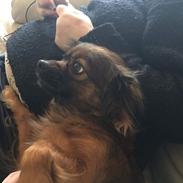 Blanding af racer Wilma