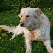 Blanding af racer Shana