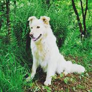 Blanding af racer Shana