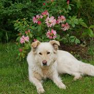 Blanding af racer Shana