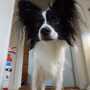 Papillon Bandit