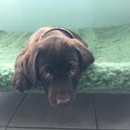 Labrador retriever Freddy