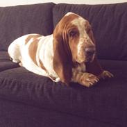 Basset hound Fred