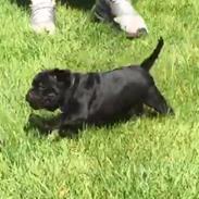 Staffordshire bull terrier Anton