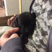 Staffordshire bull terrier Anton