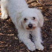 Coton de tulear Cotti