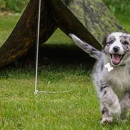 Australian shepherd Pepper