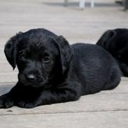 Labrador retriever Tesla