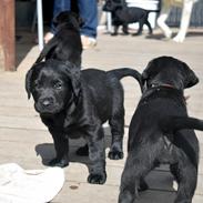 Labrador retriever Tesla