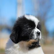 Newfoundlænder Fluffy Avalanch Kaya