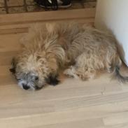 Blanding af racer Morgan 