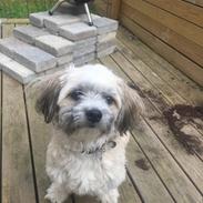 Blanding af racer Morgan 