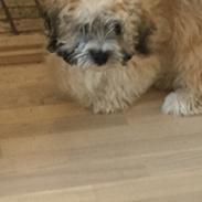 Blanding af racer Morgan 