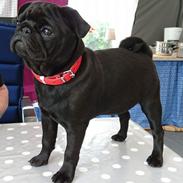 Mops Jeaken's Black Eya