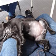 Mops Jeaken's Black Eya