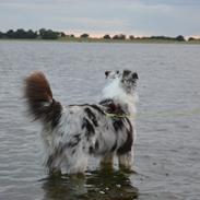 Australian shepherd Tarzan