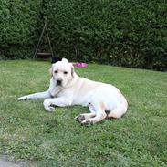 Labrador retriever Manze