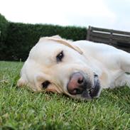 Labrador retriever Manze