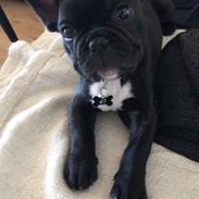 Fransk bulldog Baloo