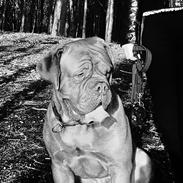 Dogue de bordeaux Aslan