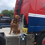 Dogue de bordeaux Aslan