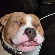 Olde english bulldogge TrueLove Bulldogs No Ordinary Love aka Artur