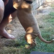 Olde english bulldogge TrueLove Bulldogs No Ordinary Love aka Artur