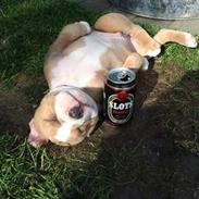 Olde english bulldogge TrueLove Bulldogs No Ordinary Love aka Artur