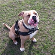 Olde english bulldogge TrueLove Bulldogs No Ordinary Love aka Artur