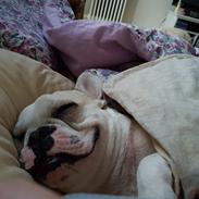 Fransk bulldog Frygtløs