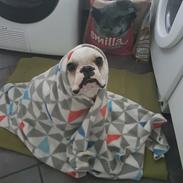 Fransk bulldog Frygtløs