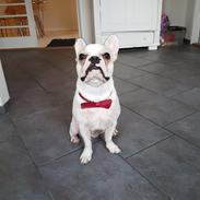 Fransk bulldog Frygtløs