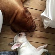 Fransk bulldog Frygtløs