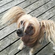 Chinese crested hårløs Amy 