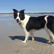 Border collie Ticka